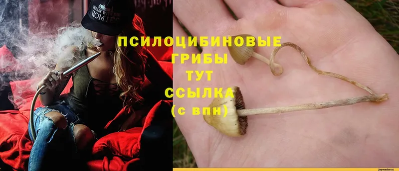 Галлюциногенные грибы Psilocybe  даркнет сайт  Аткарск 